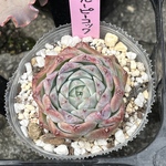 ブルーピーコック【カット苗】