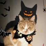 EMY's Gallery 猫襟 ワンちゃん襟 首輪 カギ編み  犬襟 つけ襟  ハロウィーン
