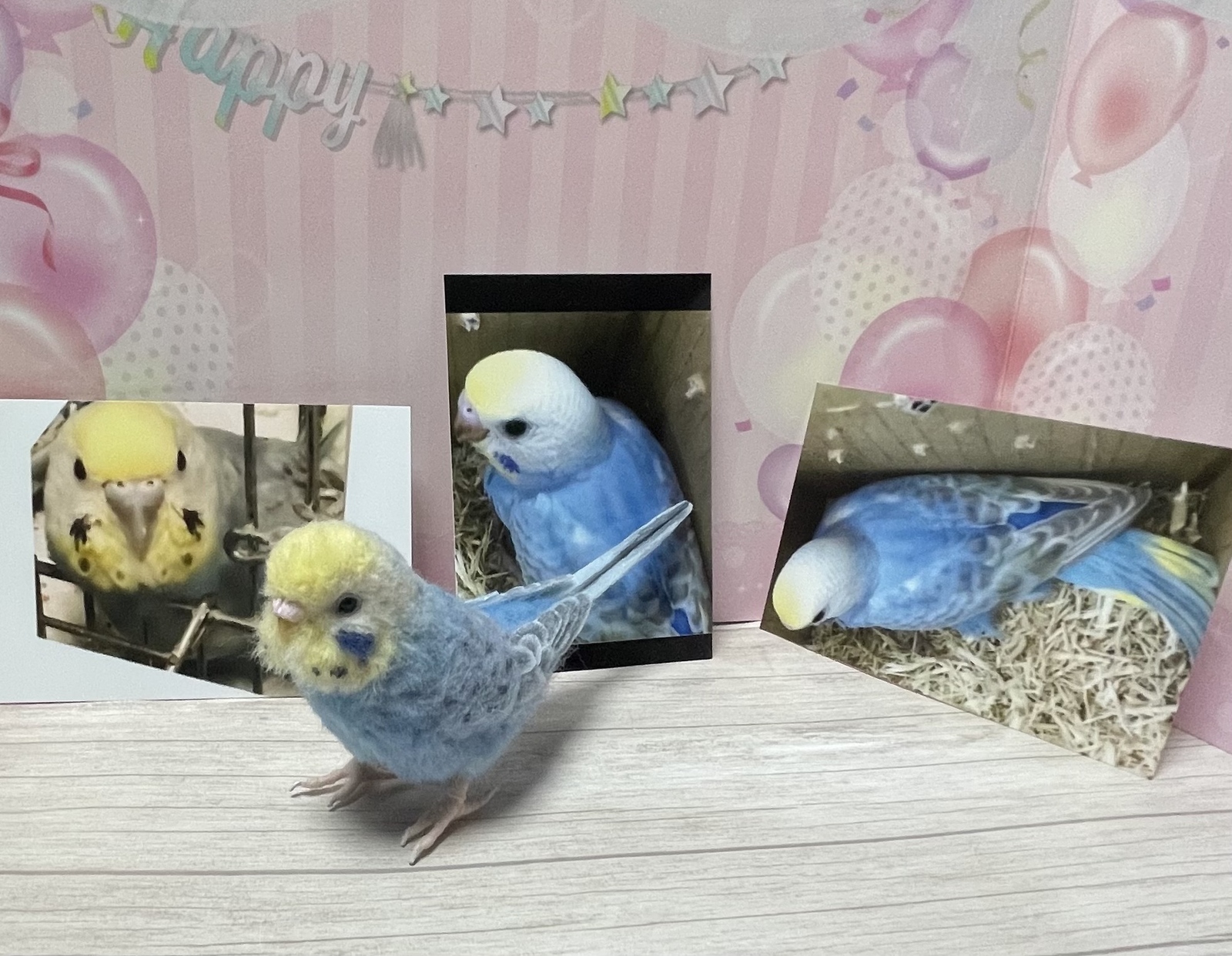 セキセイインコちゃんオーダーメイド 1羽 ゆこりん工房