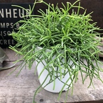 NO.1♡リプサリス♡もりもり♡白鉢♡多肉植物♡インテリア