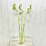 お試し 開運竹　幸運竹　スパイラルバンブー　ミリオンバンブー　60cm 3本