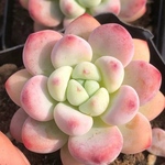 多肉植物　エケベリア　ピンクラウル　4-5cm  抜き苗　１株