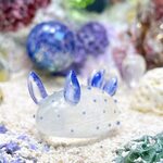 U1255［ゴマフビロード］宇宙を宿すガラスのウミウシ