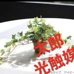 光触媒　人工観葉植物　ウォールグリーン　フェイクグリーン　アイビーポット@g