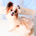 犬猫うさちゃん服  プレゼントに！🎁　　　　　　　　　　　　お揃いやリンクコーデにも！　　　　　　　　　　　　　　花柄のふんわりドレス　　〜オフホワイト〜