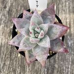 ワイルドコロラータ＊土つき苗・多肉植物
