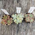 エケベリア3点セット③＊土つき苗・多肉植物