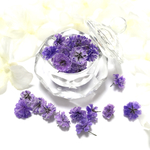  ＊Amethyst  Sage＊かすみ草ドライフラワー
