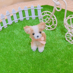 ちいさなチワワちゃん