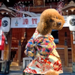 犬服 着物 晴れ着 初詣 七五三 イベント