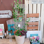 SALE！６種類寄せ植え！アイアンピックつき【オリーブの木入りガーデニング】♡ベージュ系樹脂器♪