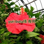 yuri-buta様の専用となります♡