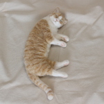 ☆ようもうのミニねこ☆～美味しい夢見る茶白猫～