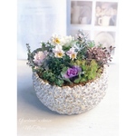 ･*.Viola Marble･*.ビオラ・マーブル ピンクサンライズ球根入り寄せ植え