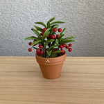 万両　花鉢1