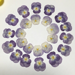 天然押し花素材セット  32