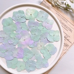 【押し花素材】着色　紫陽花　ニュアンスカラー　pressed flowers