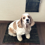 ヴィンテージ風ローマ字柄カーキ色×赤デニム風キルティング★リバーシブル犬用マット　カフェマット