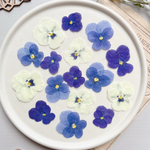 【押し花素材】ビオラ　ミックス　pressed flowers