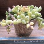 希少♡エンジェルティアーズ♡天使の涙♡斑入りピーチネックレス♡垂れ下がり♡多肉植物