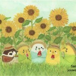 ポストカード3枚『ひまわりインコたち』