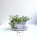 ●数量限定●　”ワイヤープランツ（2鉢セット）オーバルアッシュグレー鉢＆受け皿セット”　観葉植物　インテリア　ギフト　プレゼント　横長　おしゃれ　北欧　