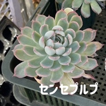 kenji-comp様専用
