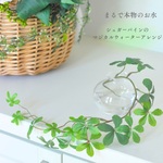 再販【マジカルウォーターアレンジ】シュガーバインのウォーターアレンジ☆clayガラス使用・観葉植物