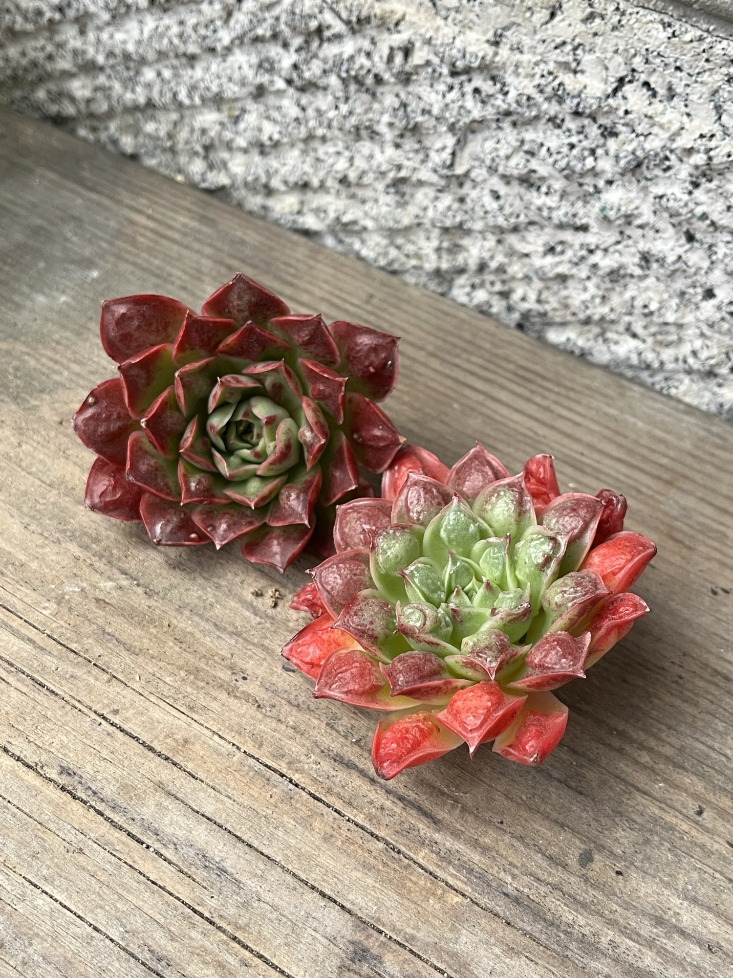 encino × laurensis 韓国苗 カット苗 トロピカルガーデン 多肉 encino × laurensis 韓国苗 カット苗 トロピカルガーデン 多肉