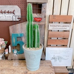 ブラックフライデーSALE！現品♡陶器鉢【くねっとバンビーノ】おしゃれな観葉植物！淡いグリーン系陶器鉢♡