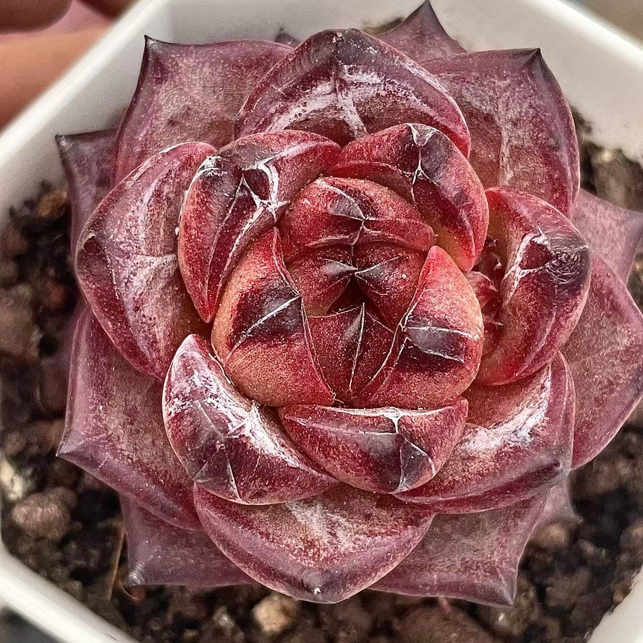 ❤️専用出品❤️ラブリーローズ錦❤️抜き苗② 現物 ラブリーローズ錦 抜き苗 多肉植物 - メルカリ