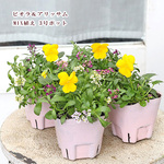 🌷花苗 ビオラ&アリッサム MIX 2.5号ロングポット 花壇 寄せ植え 春の花 🌷2苗セット