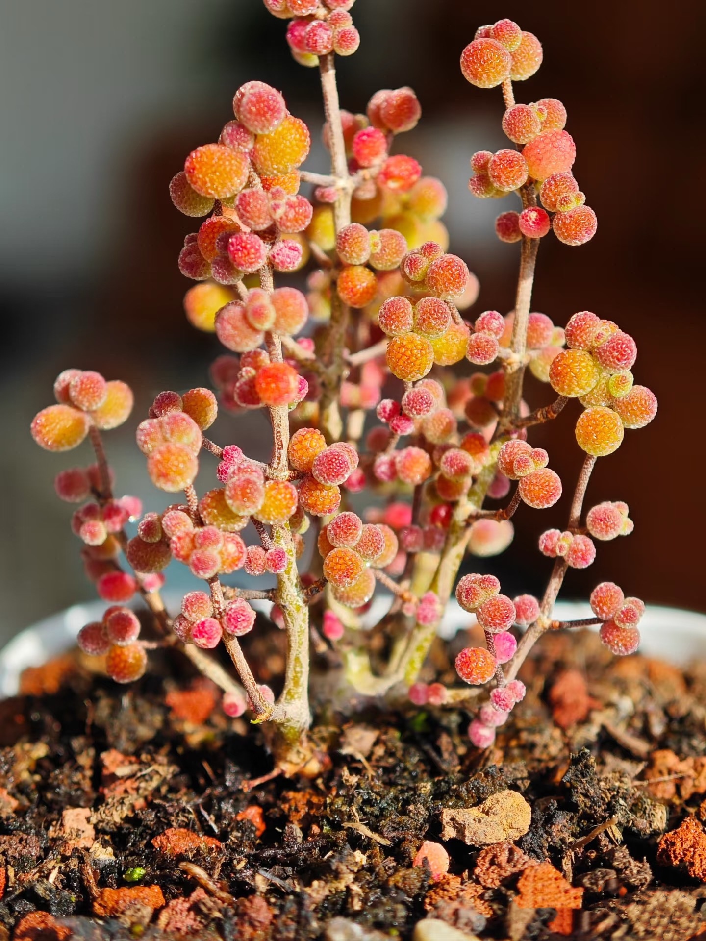 多肉植物　ドロサンテマム　丸くてコロコロ　米粒　小苗　抜き苗　１株 新入荷 多肉植物 ドロサンテマム 丸くてコロコロ 米粒 抜き苗 1