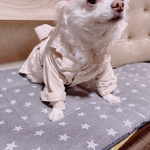 犬服  トレンチコート