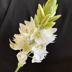 手染め布花　　オーニソガラム１本　　玄関・和洋の空間・お部屋のインテリアなどに・・・