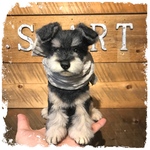 ぬくぬくシュナウザー♡