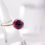 【時を止めて】　Rose ring      pink purple  （サージカルステンレス 316）