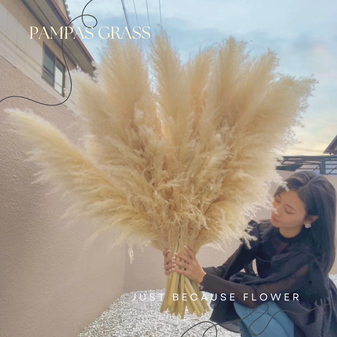 ドライフラワー❇️ゴールドとパンパス❣️ お得な7本セット【高品質✴︎最安値】パンパスグラス パンパス ドライ