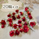 ミニミニ薔薇★ミニバラ ドライフラワー★20輪セット+おまけ2輪付き！★花材　素材★レジン加工　ハーバリウムなどに★
