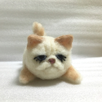 猫木ブー　♂（白×茶 ）これまた禁断のタマタマつき