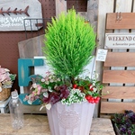 現品SALE！7種類♡【コロンとクレスト入り素敵な寄せ植え】アイアンピックつき！ナチュラルガーデニング♡ベージュ系樹脂器！