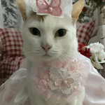 天使の誘惑