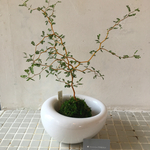ソフォラリトルベイビー苔玉器付き