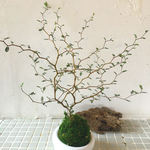 ソフォラリトルベイビーの苔玉器付き