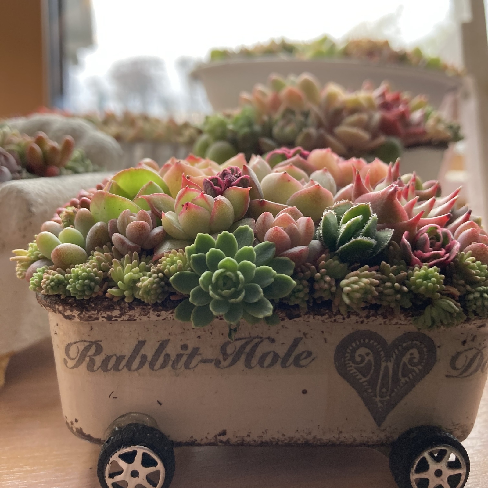 ★★壁掛け❤️★ちまちまキュンキュン★寄せ植え★このまま飾れます★多肉植物 オーダー承ります 多肉植物寄せ植え そのまま飾れる ブーケ寄せ