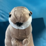 コツメカワウソのぬいぐるみ