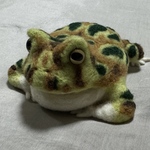 カエルメジャー クランウェルツノガエル