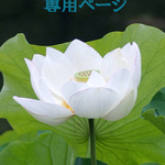 blue-lotus78 様 オーダー品