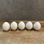 中型インコ　偽卵5個セット