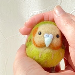 飛べないもふもふ鳥カカポ